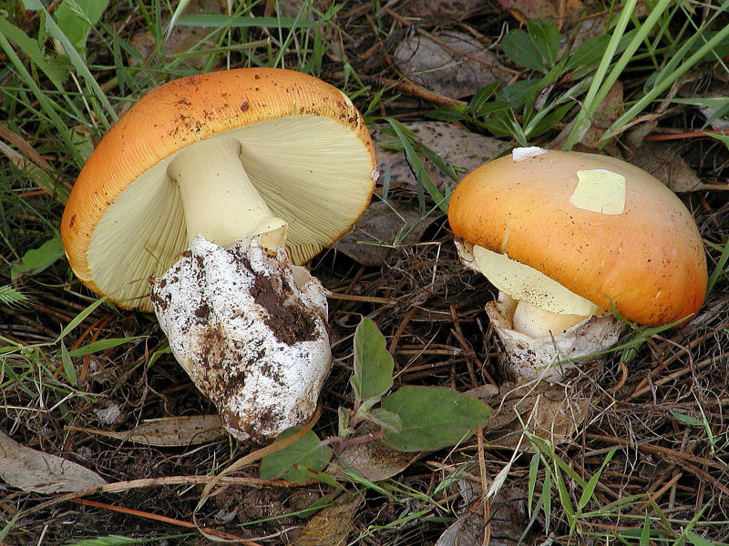 foto d''archivio (Amanita caesarea)